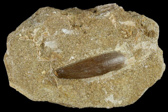 Fossil Plesiosaur (Zarafasaura) Tooth - Morocco #116943